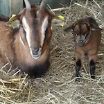 La Petite Ferme De - Parc Animalier - Aire De Loisirs Pouillon