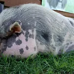 La Petite Ferme De - Parc Animalier - Aire De Loisirs 3* Pouillon