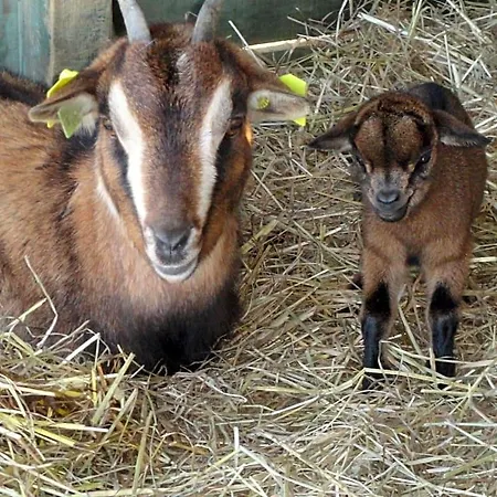 La Petite Ferme De - Parc Animalier - Aire De Loisirs 3* Pouillon