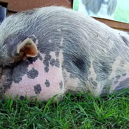 La Petite Ferme De - Parc Animalier - Aire De Loisirs 3* Pouillon