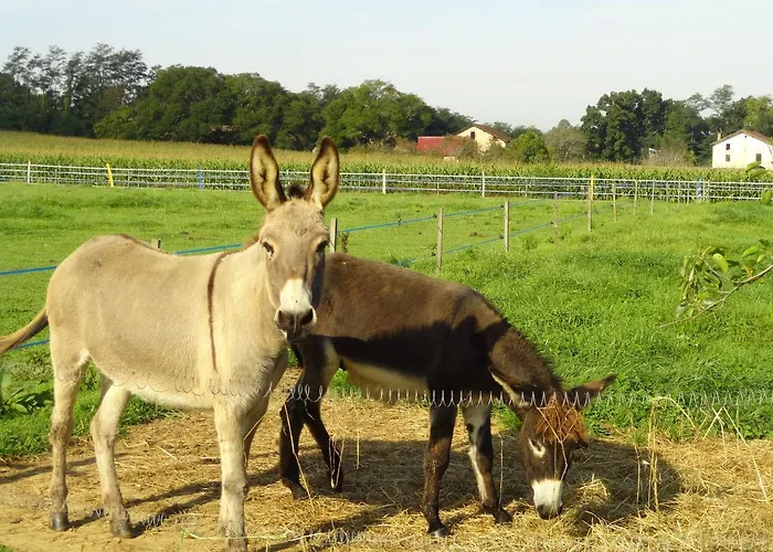La Petite Ferme De - Parc Animalier - Aire De Loisirs Couette-café Pouillon